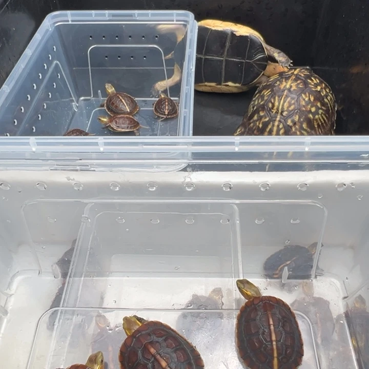 G***7绿毛龟母三人的爱恨纠葛在一起