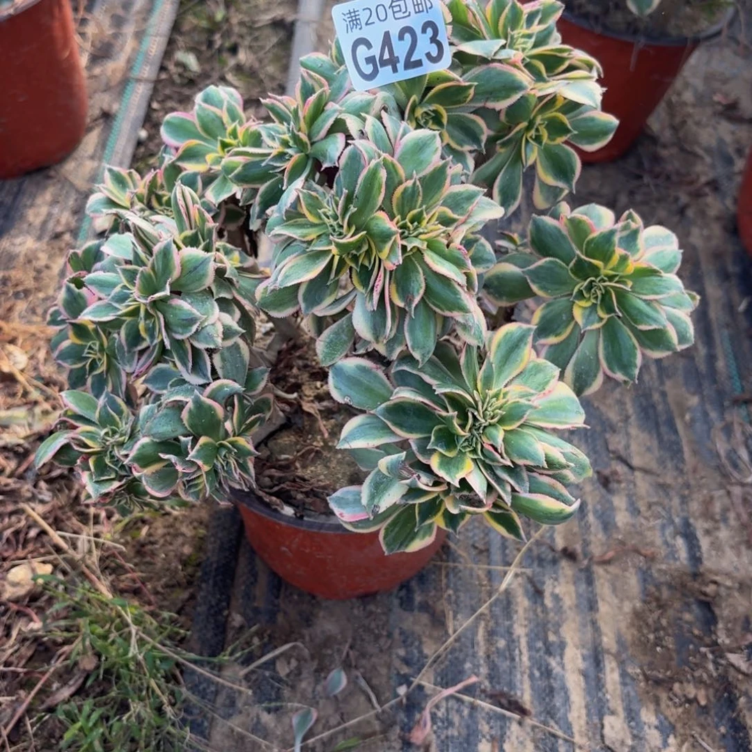 423多肉植物捧花的时候