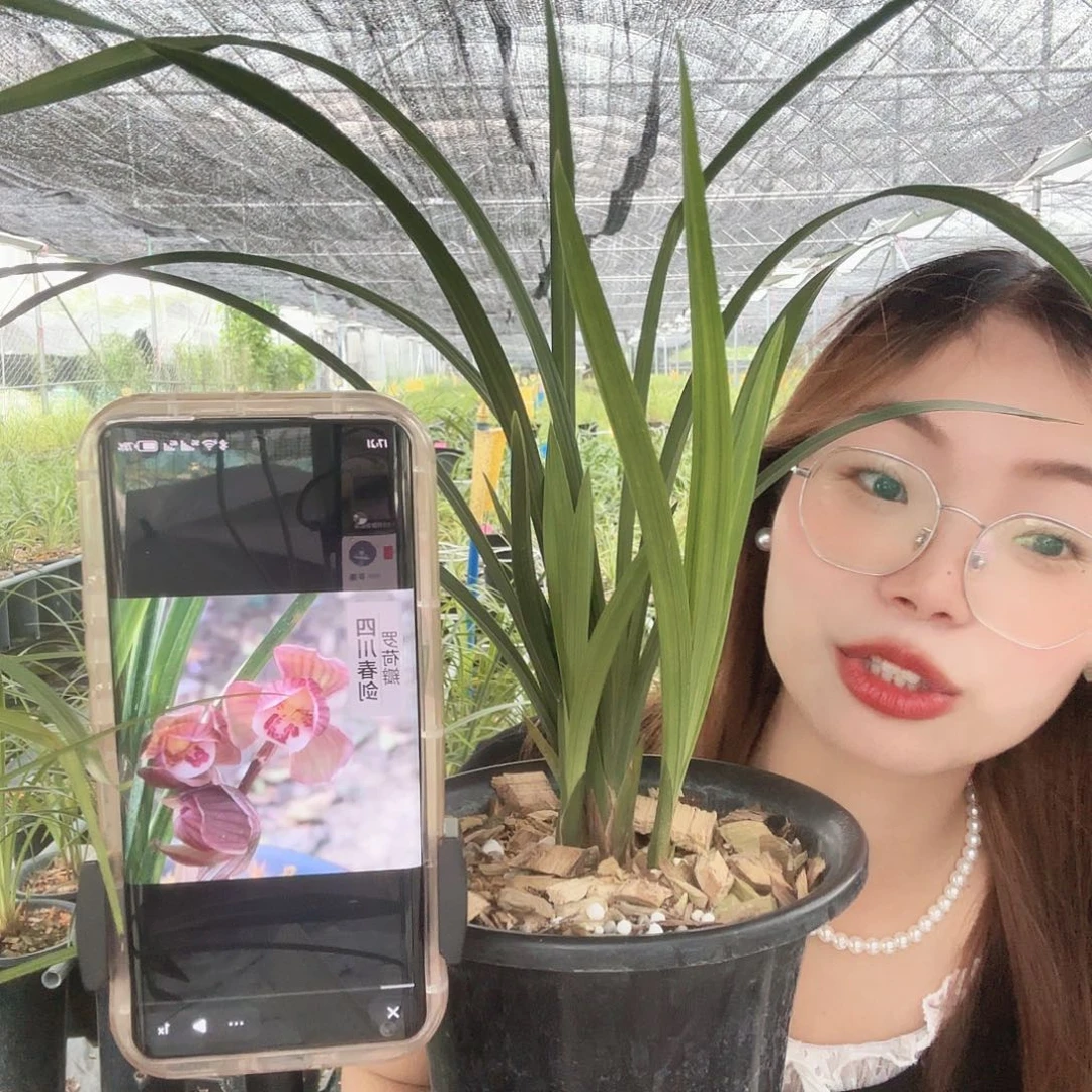 姜*兰花一物一拍链接