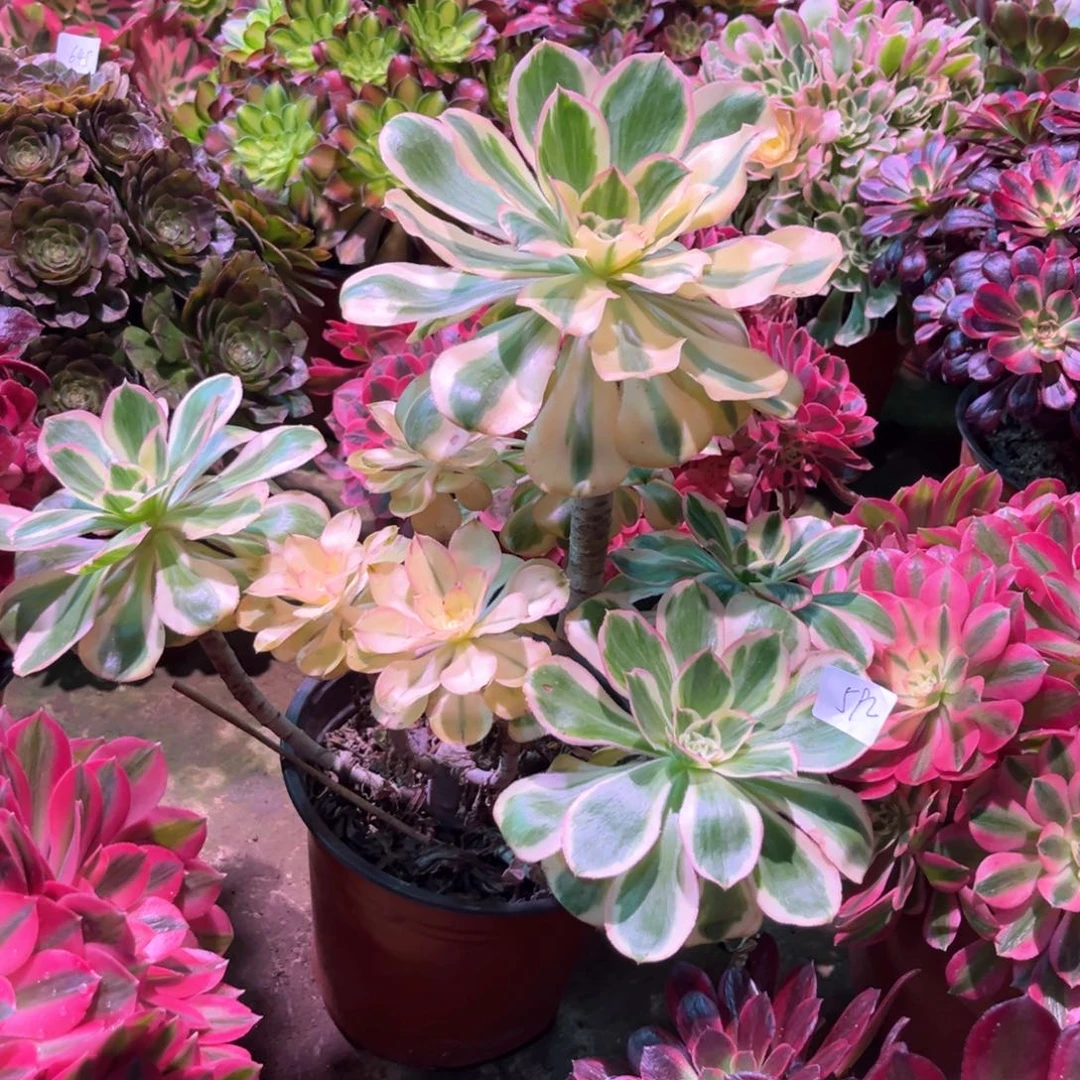 多肉植物燕姿592