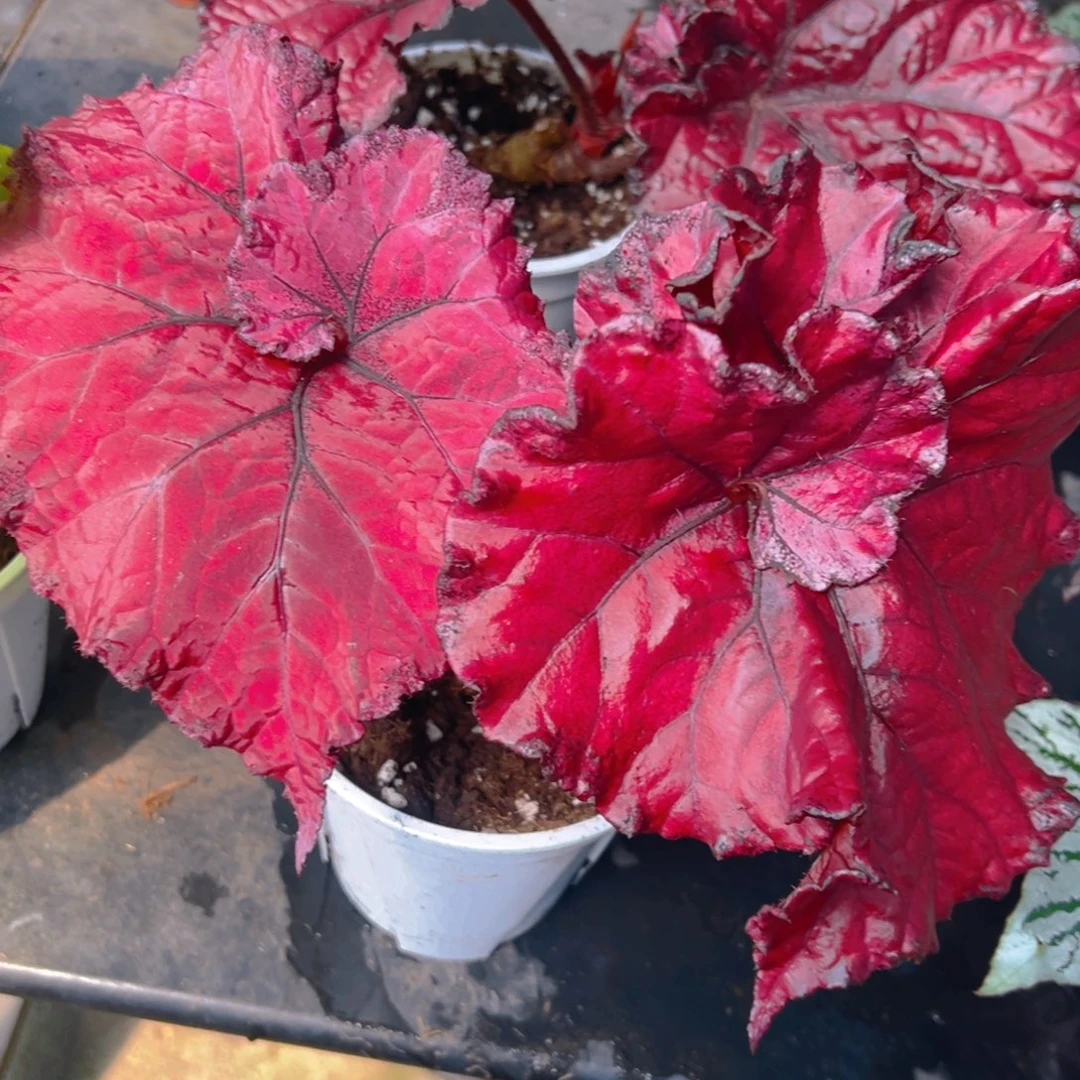 大心老桩秋海棠福利来啦