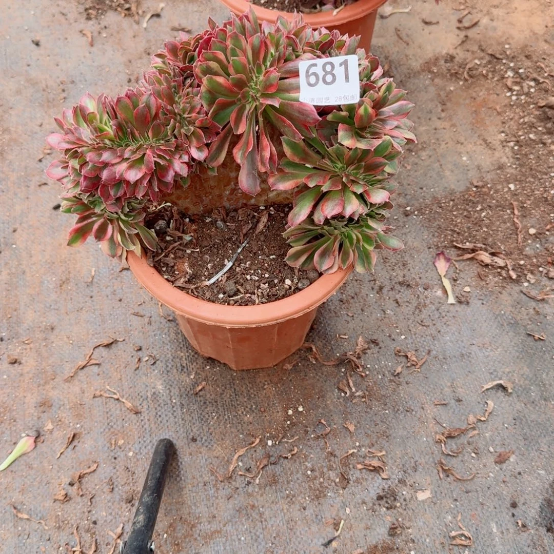 681洛神缀化多肉植物满28包邮