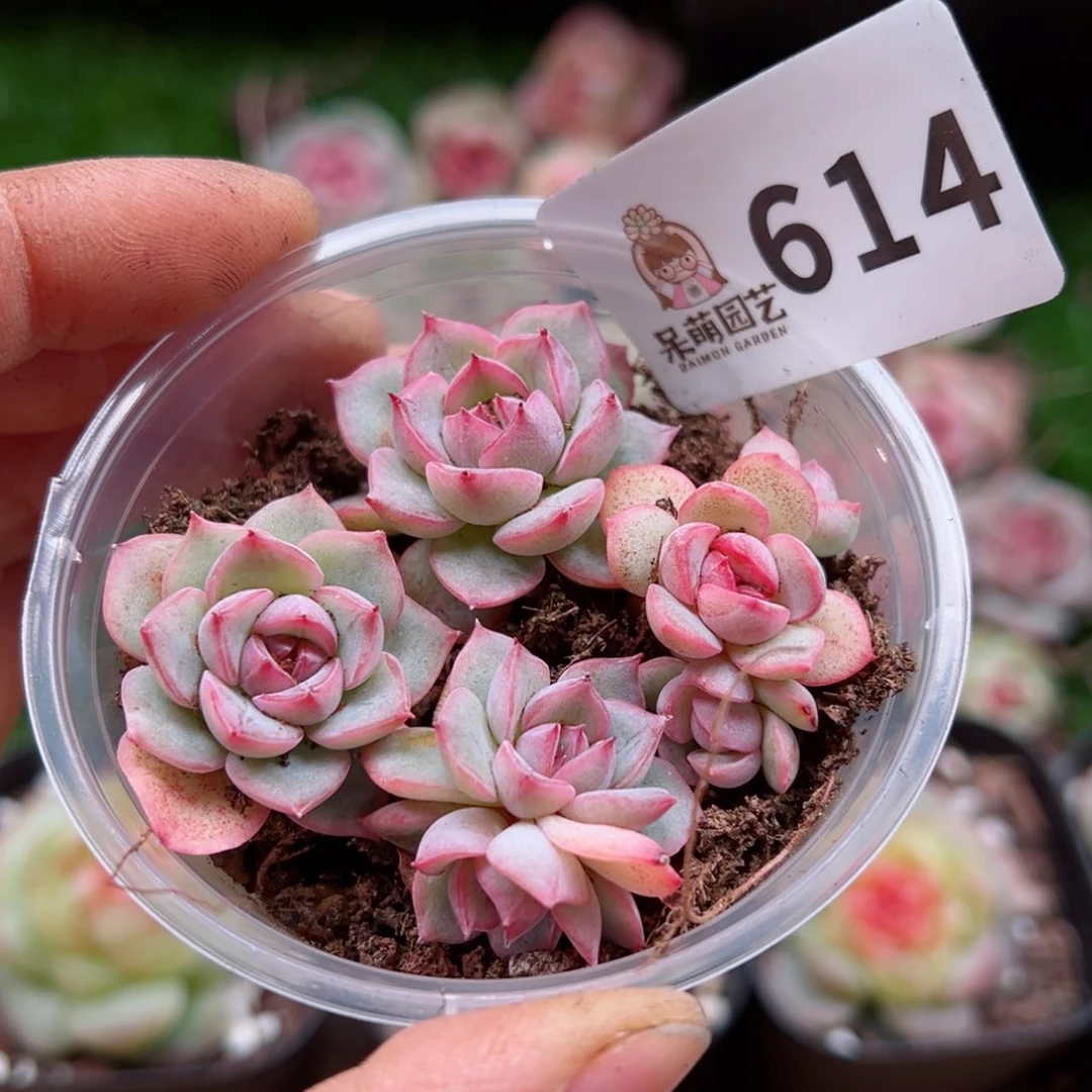 多肉植物多肉植物