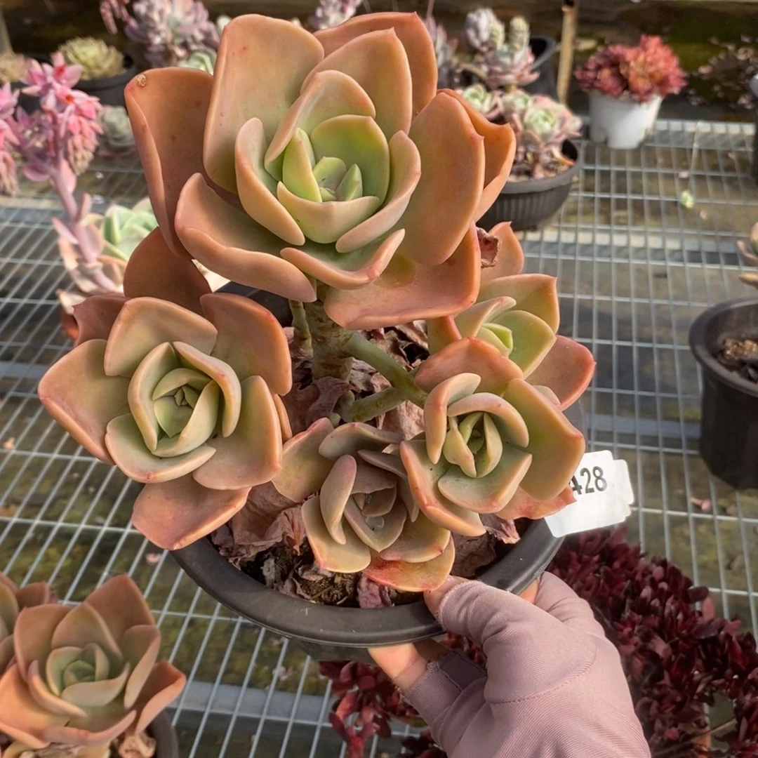 428贺氏老桩一物一拍