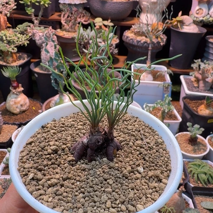 不***好方便面弹簧草347 仙人掌