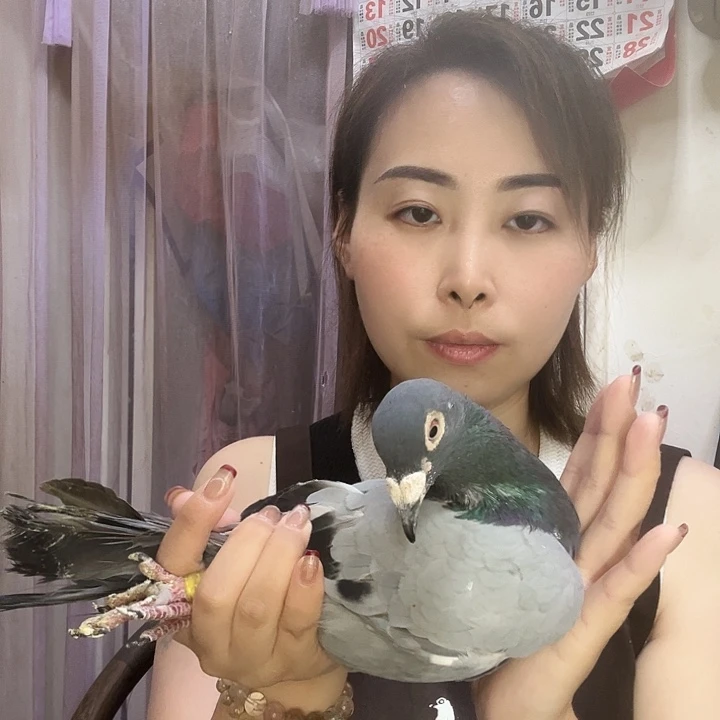 用***6鸽子鸽子鸽鸽子鸽子