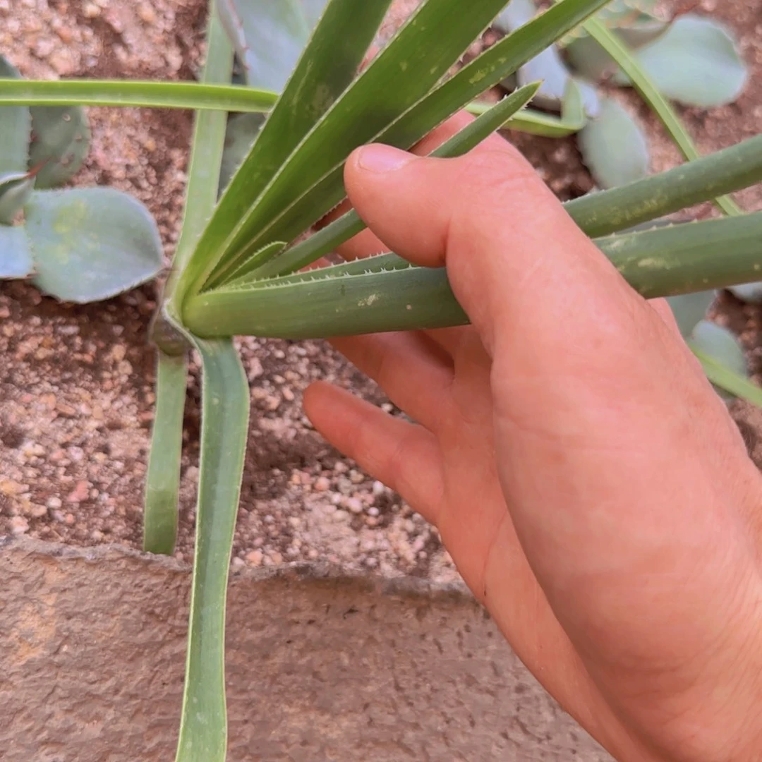 小***༻块根植物块根植物