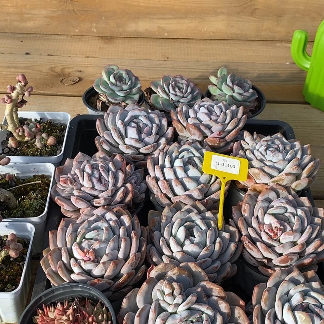 爱****鱼金汇园艺，1111100筐拍