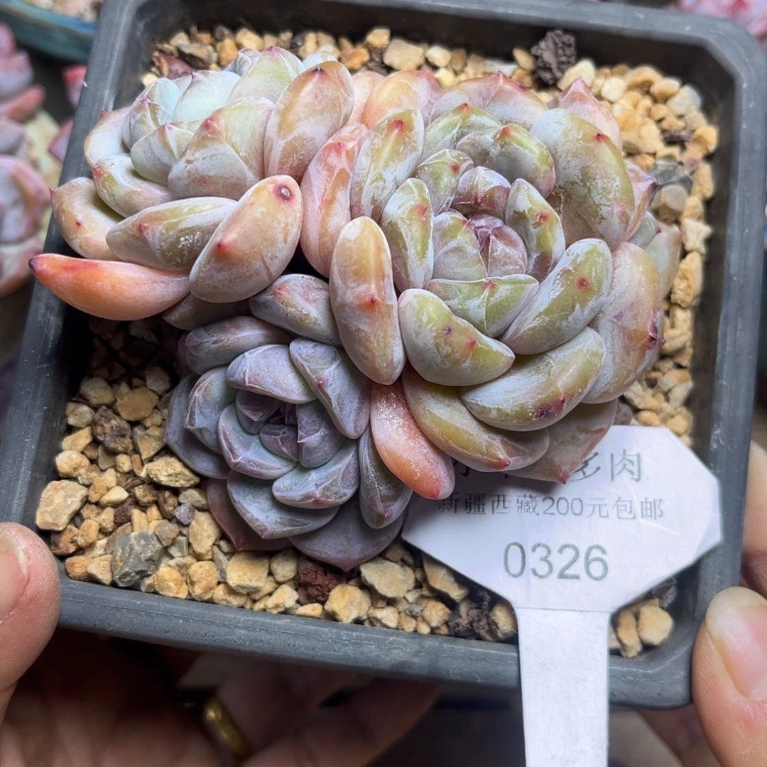 绿底紫心326/11cm4头