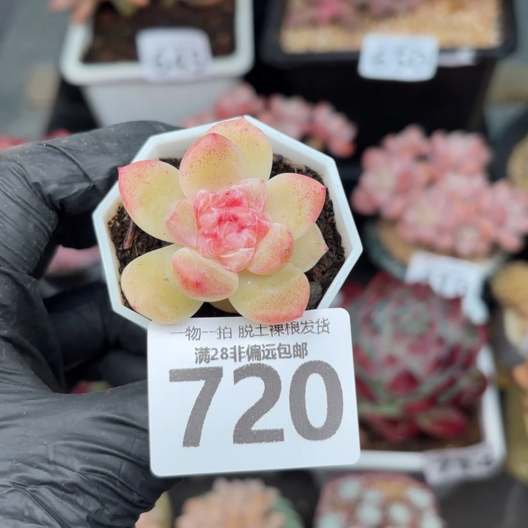 碧焰单头无盆土发货