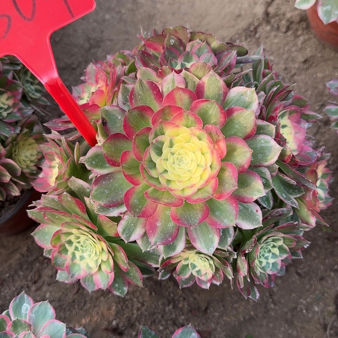 4504海仙多肉法师