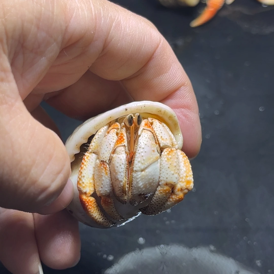 闪6号毛球2.6口径