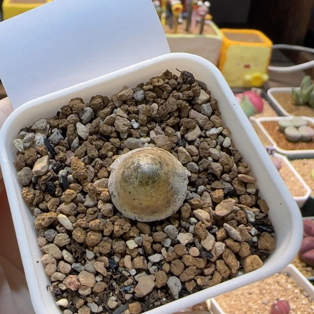 当然当然当然福利灯泡1个