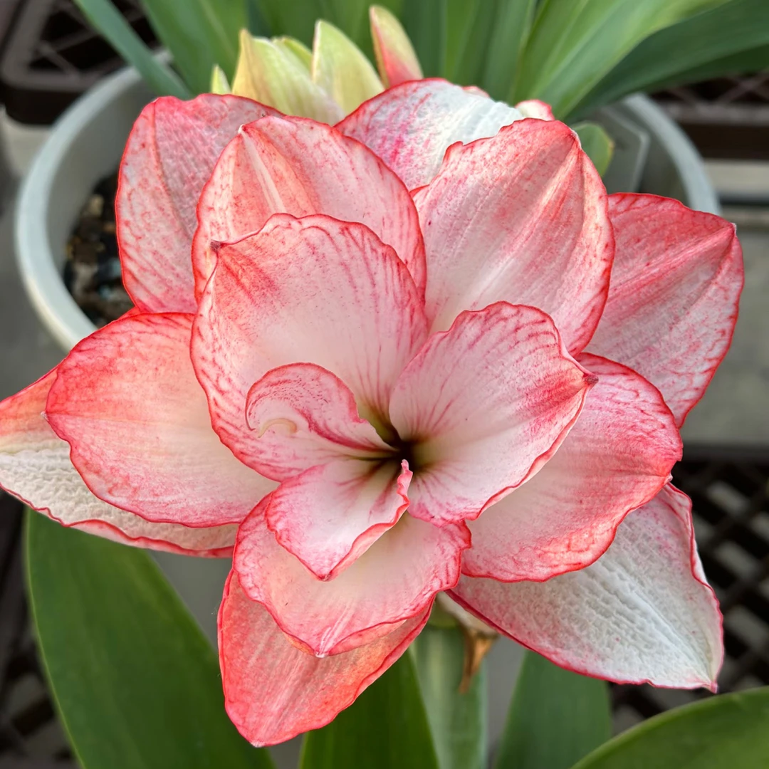 天天朱顶红/魔幻之旅-澳朱重瓣大花