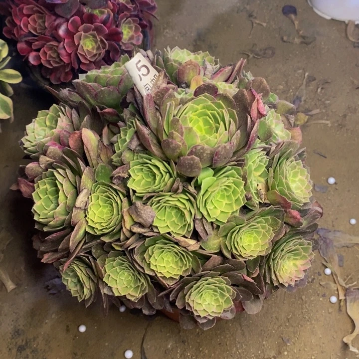 万花筒多肉断头不包555