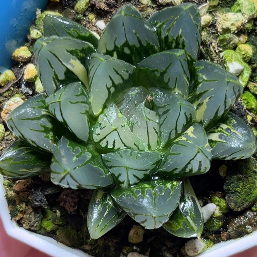 恭喜发财大吉大利0343