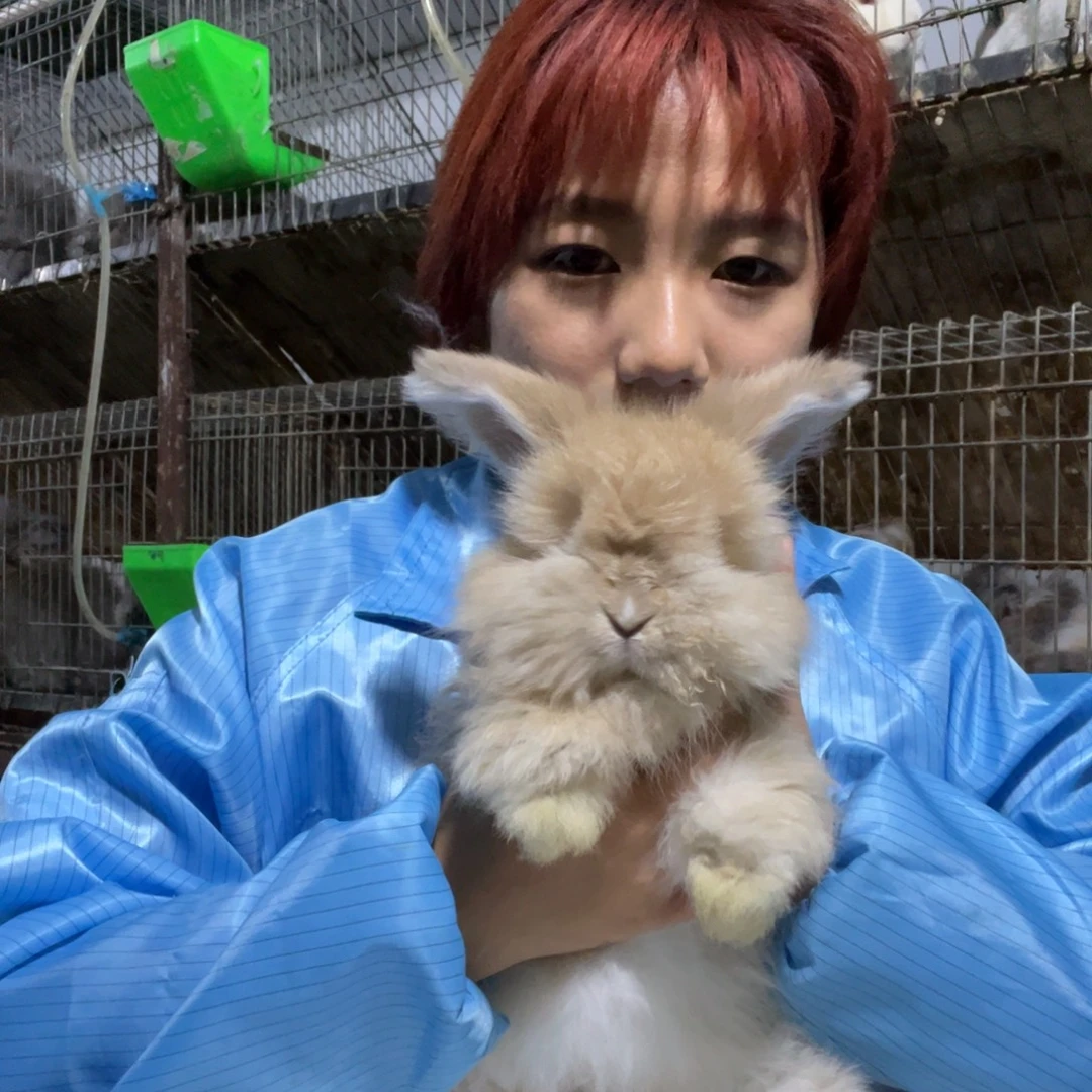 宠物兔英系安哥拉兔
