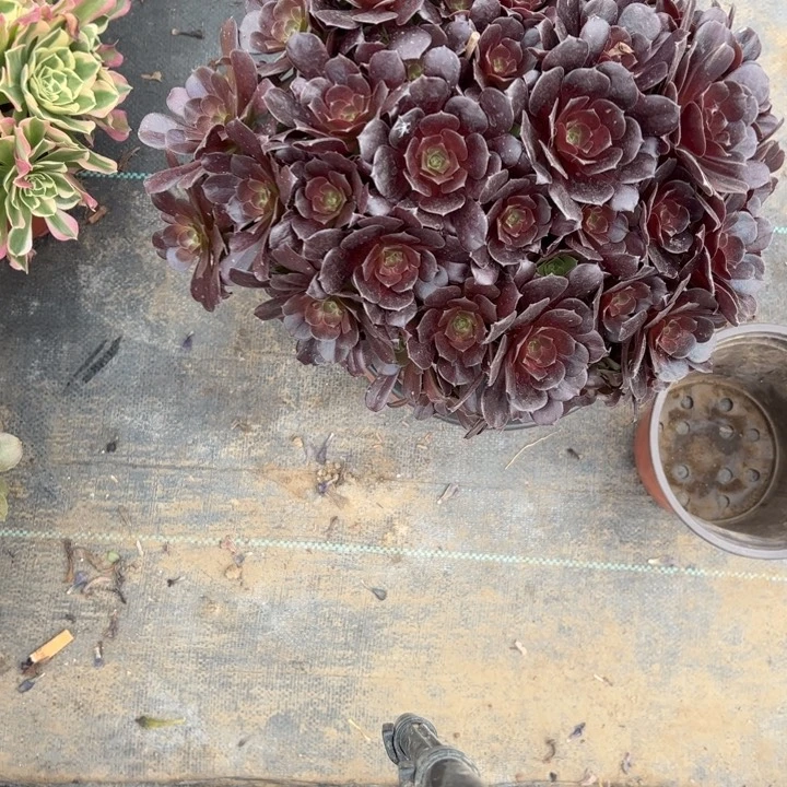 74欧紫多肉多肉多肉多肉