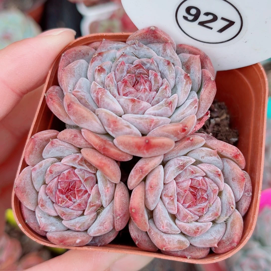 927号小老桩糖心群