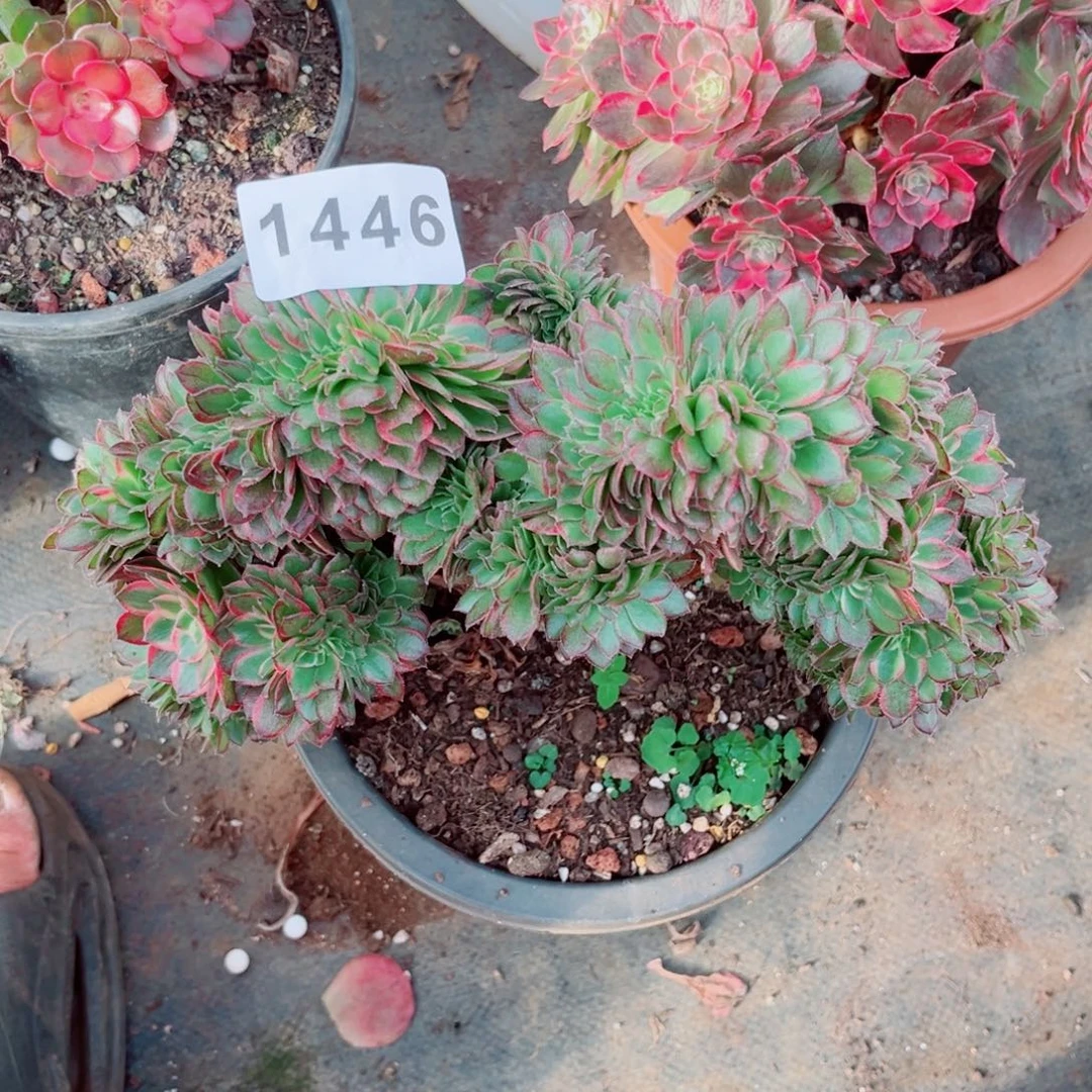 木***朝海王缀不售后多肉发货