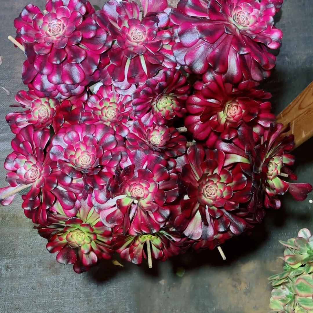 云南多肉植物美肌包物流