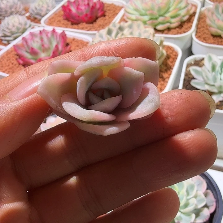 奶茶锦侧牙多肉植物