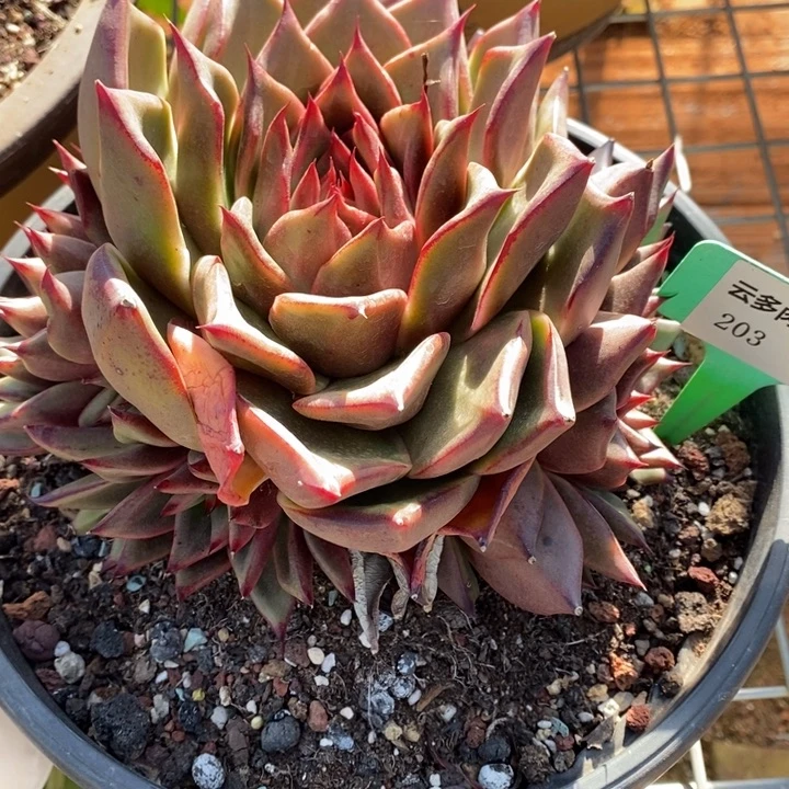 D203- 直播福利 东云