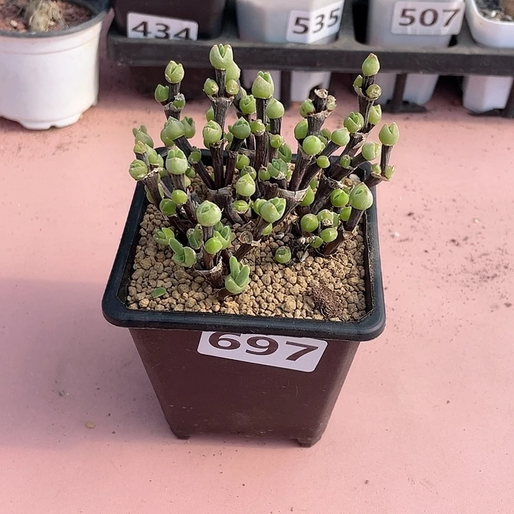 697短耳枝干兔子老桩