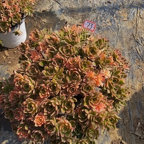 彩虹甜茶老桩冠服40厘米73