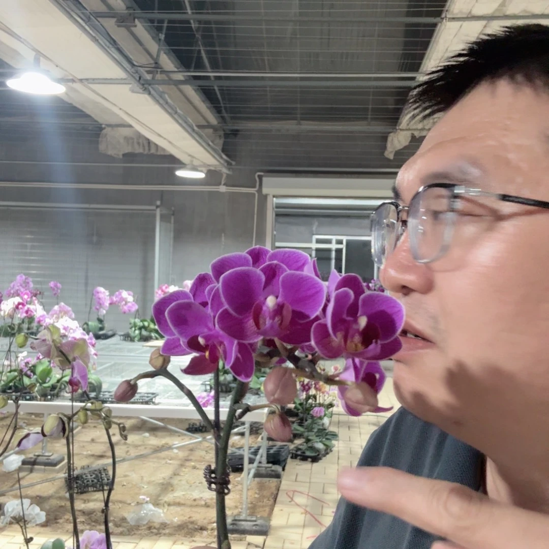 完全开放梅里达2.8欧品花