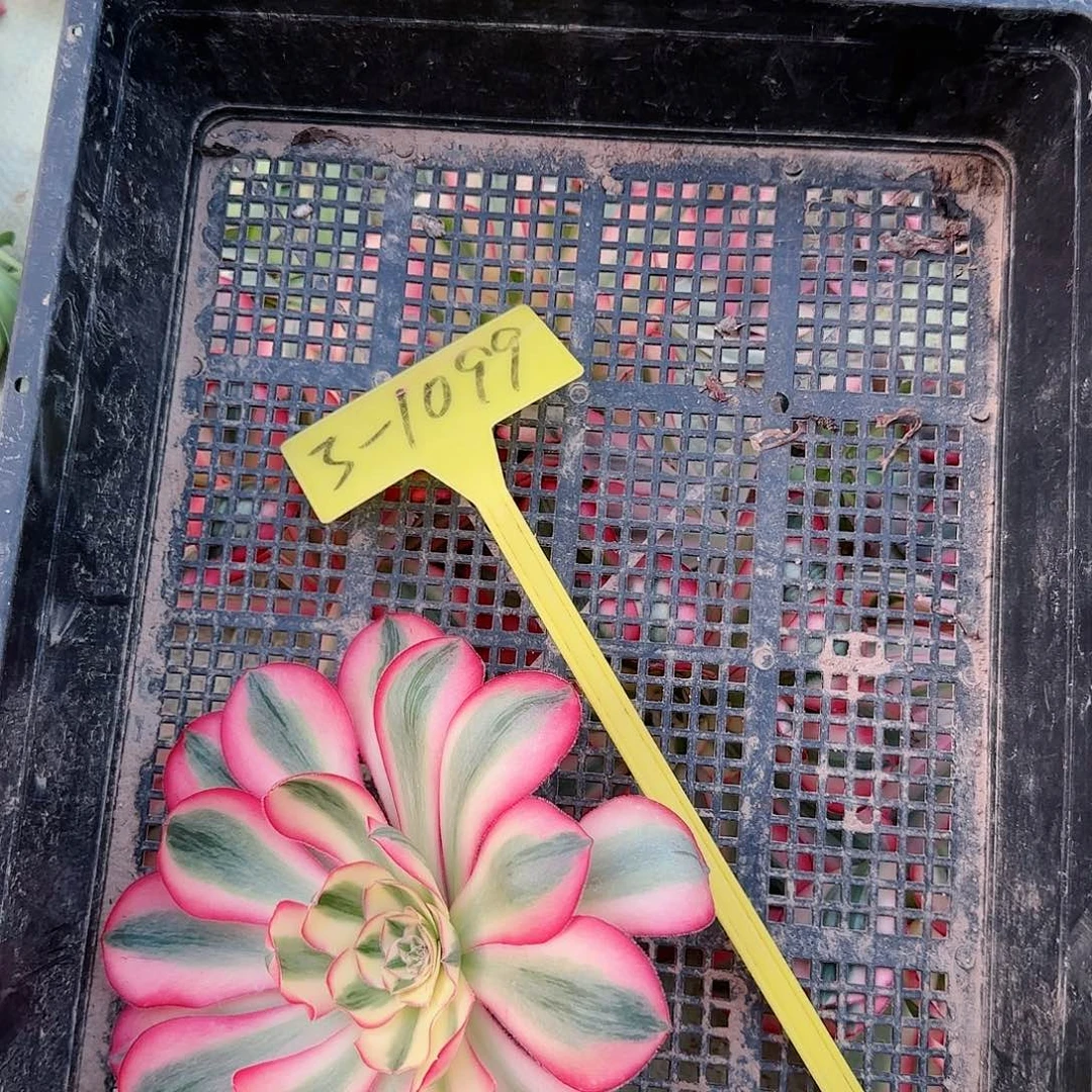 3-1099---爱丽丝砍头