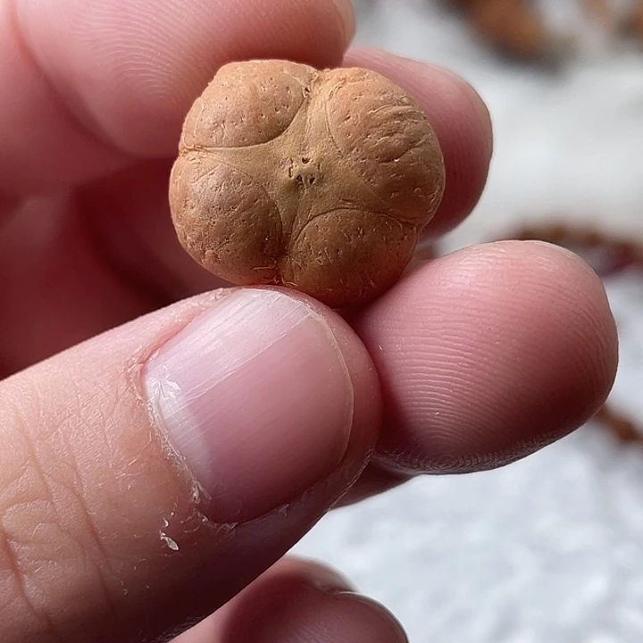 凤眼菩提手串尼泊尔小凤眼