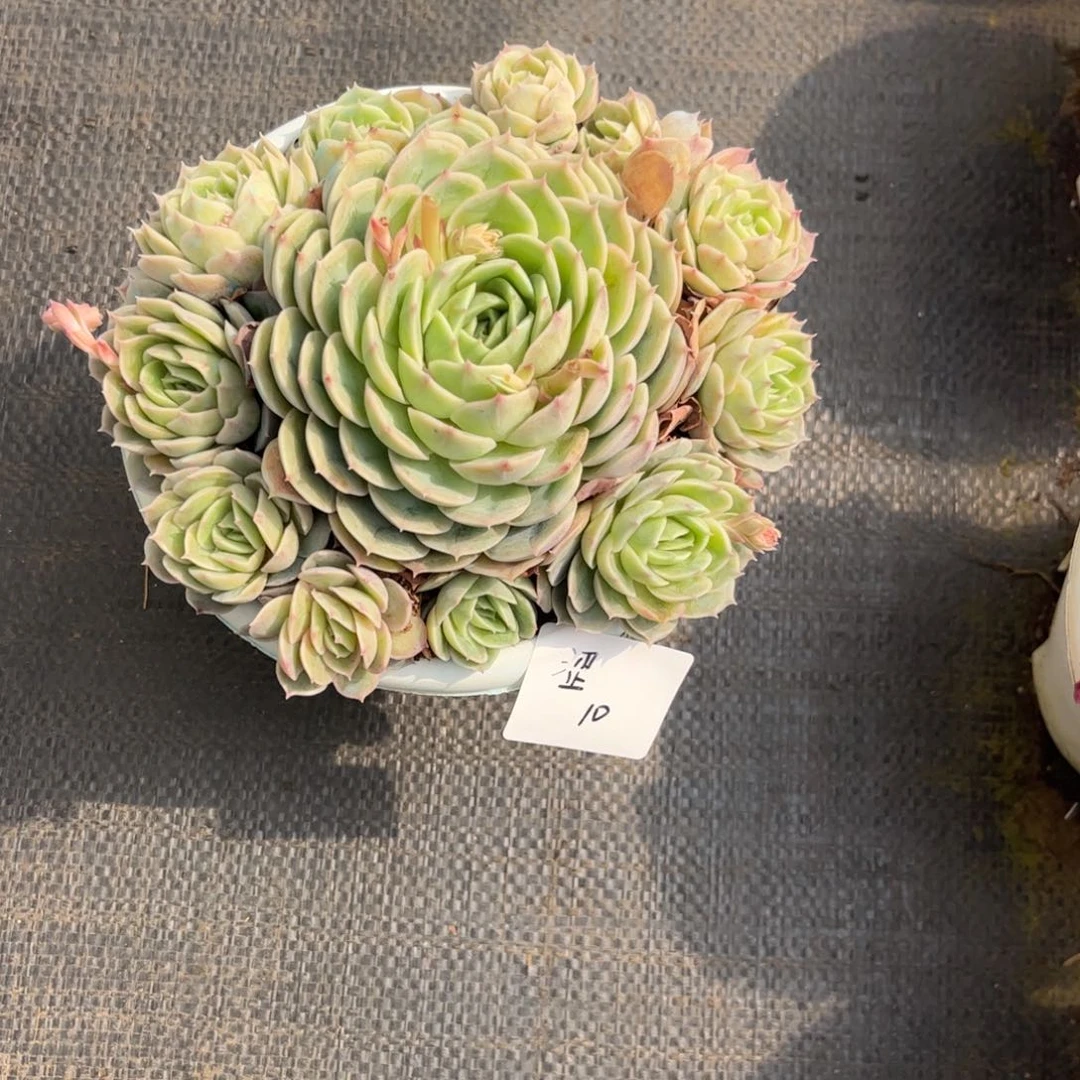 ?****#昂群多肉植物