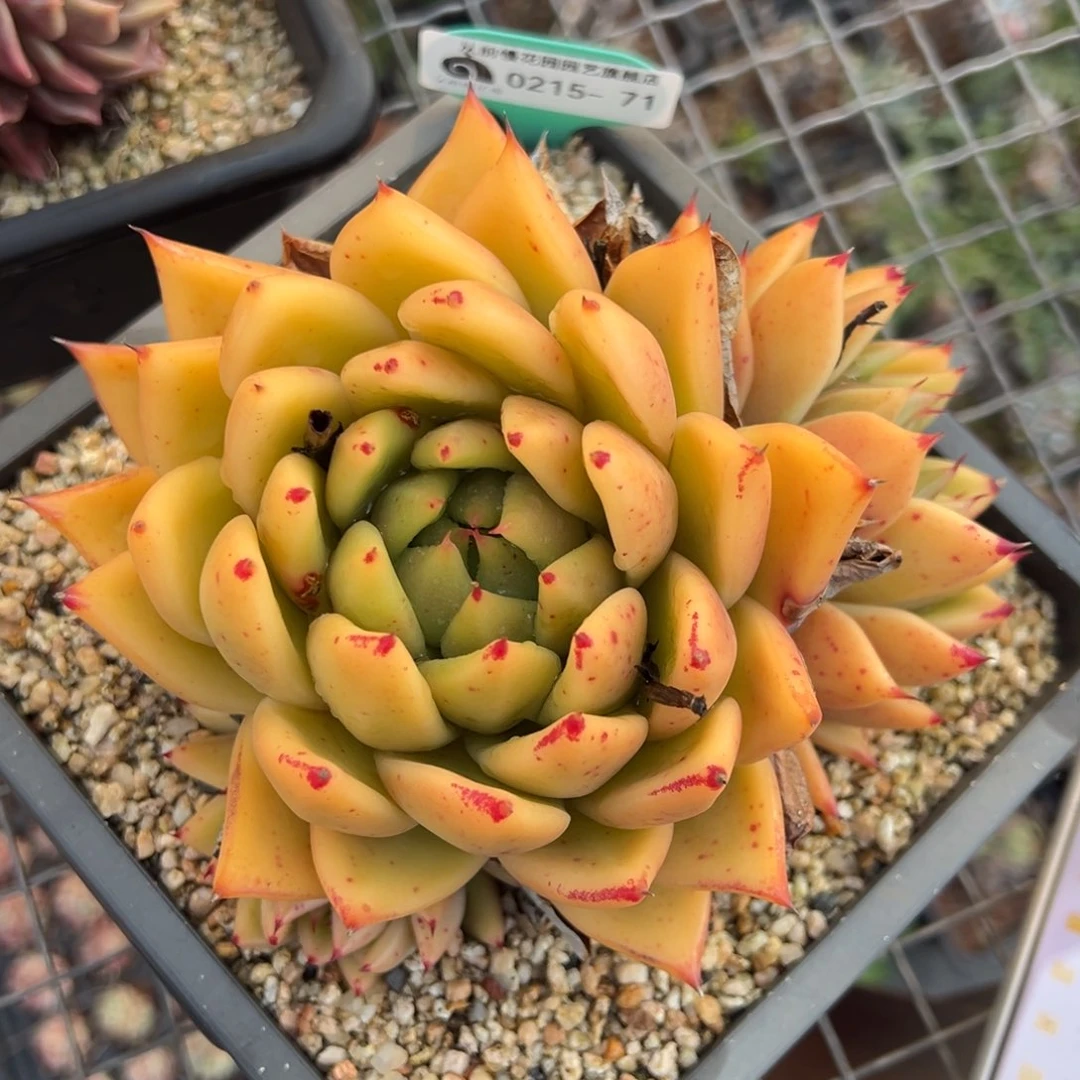 m**k从前慢多肉精选编号0215.71