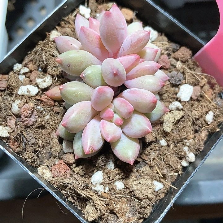 多肉植物虞美人936