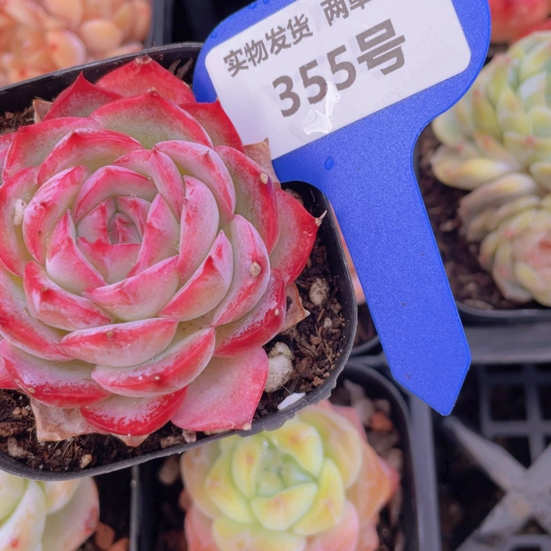 355号 全状态侧影单头一个