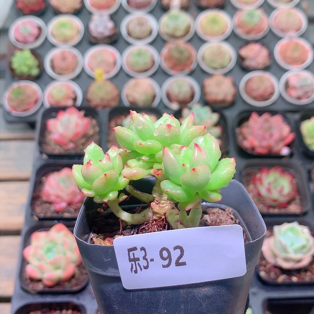 乐然3-92 苹果花