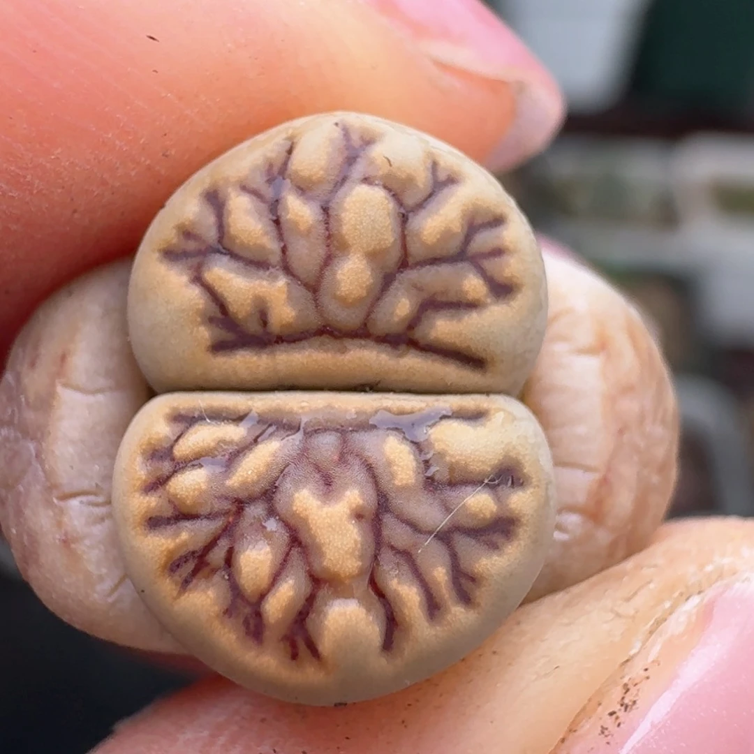 897福利出菊纹章00000