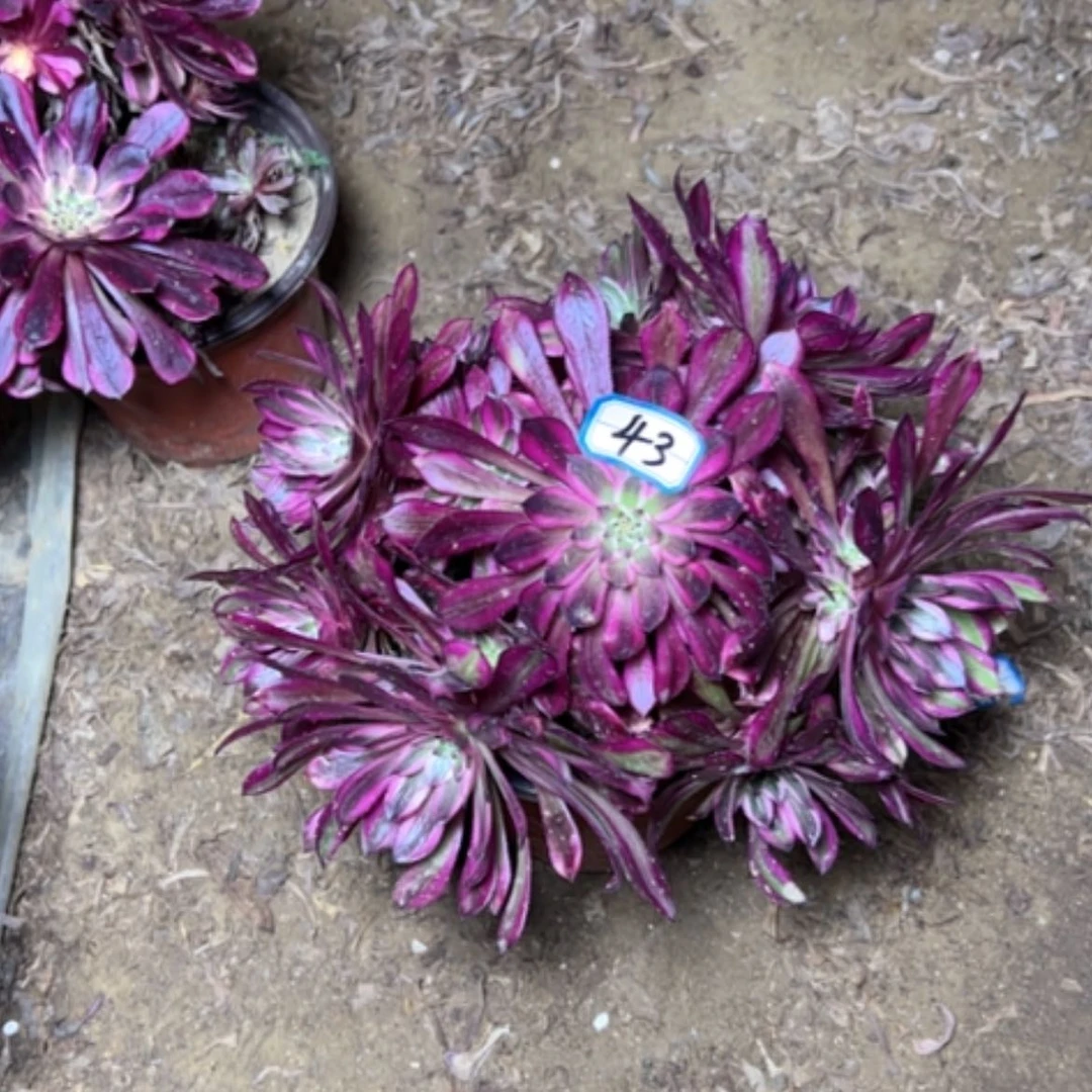 【闪购商品】多肉植物铜壶白43