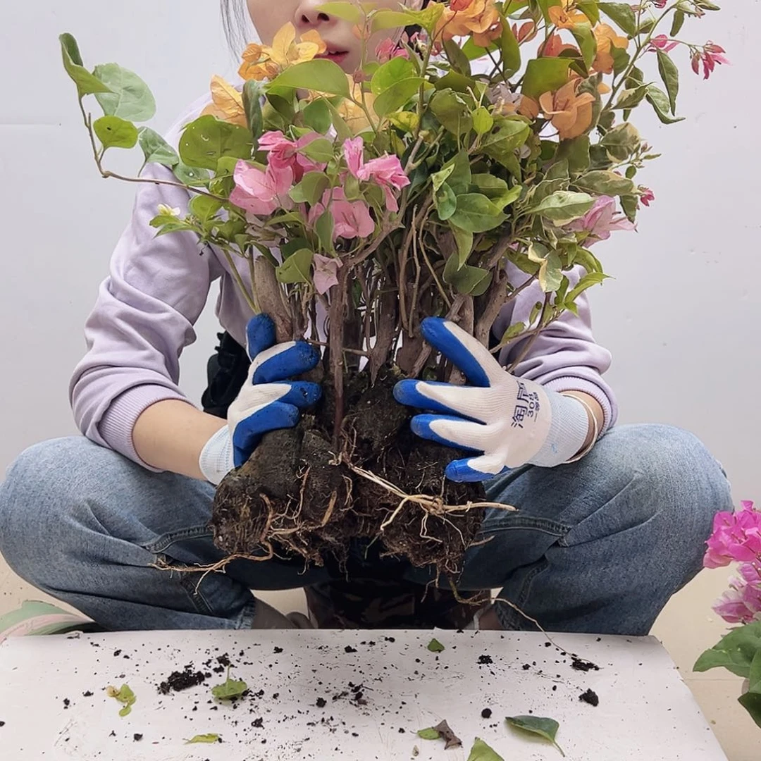 大部分花苞少量开放蛋糕苗10颗（品种会重复）