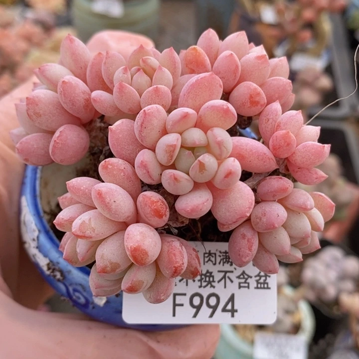 萌豆6cm994多肉植物