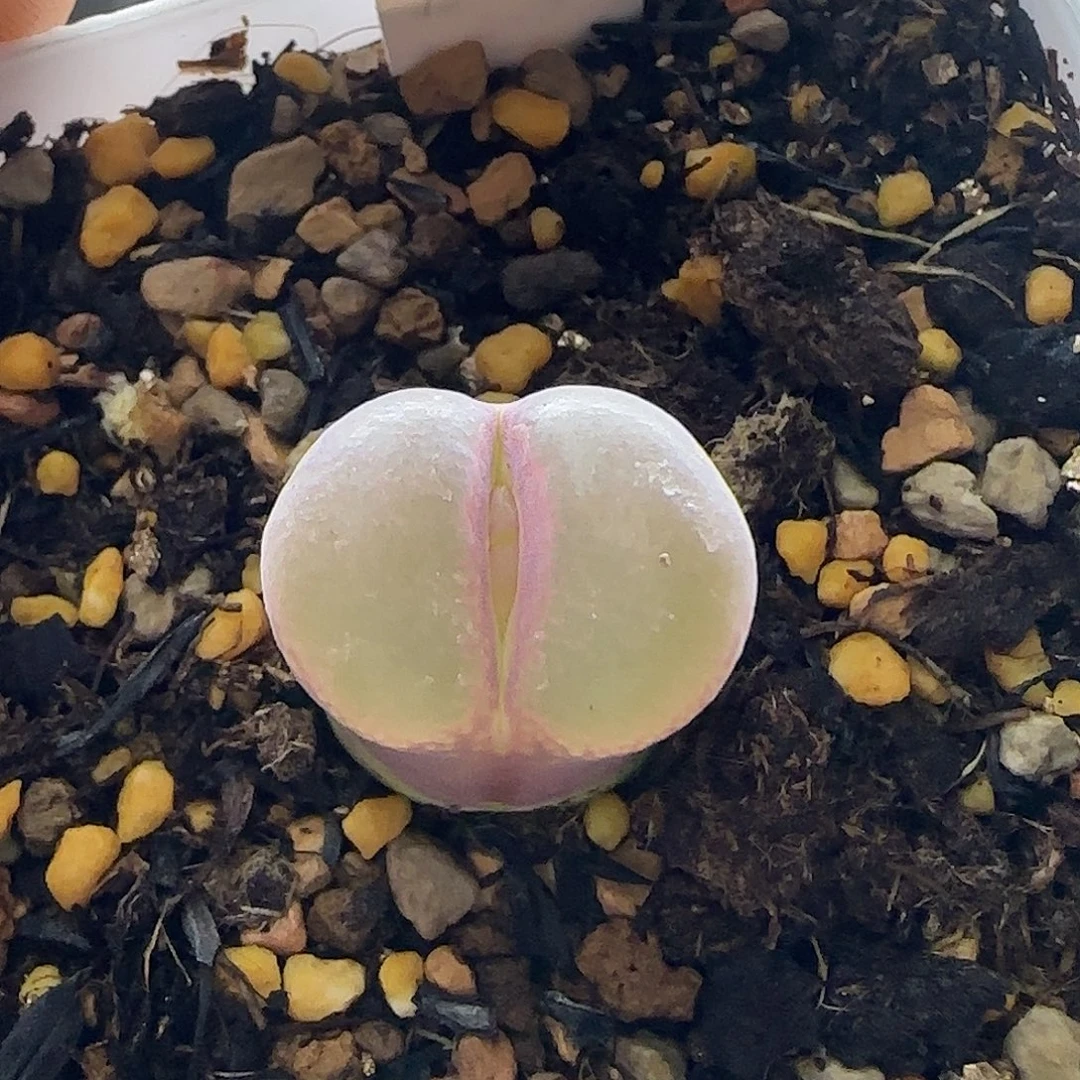 1.5厘米粉女裸根发货