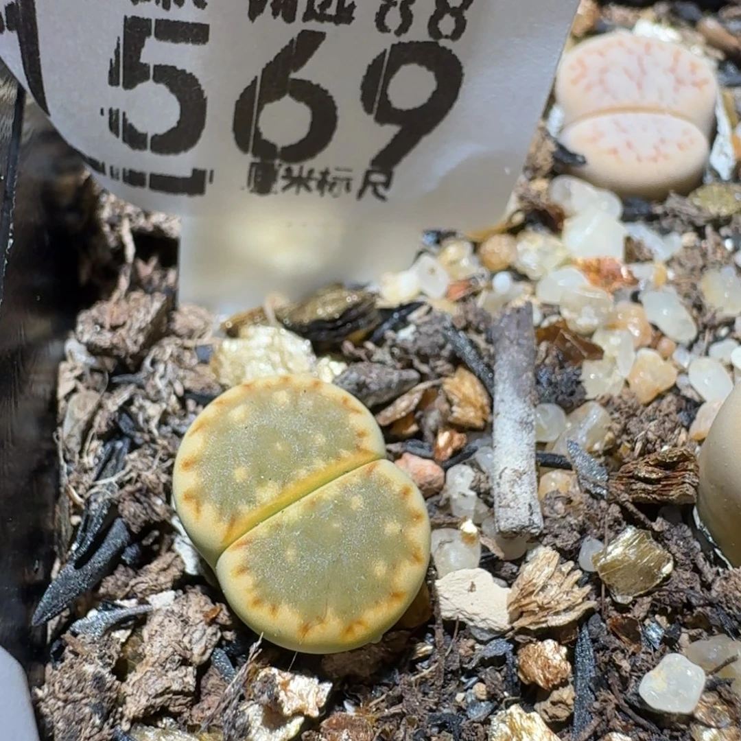 Ssss精品生石花1569