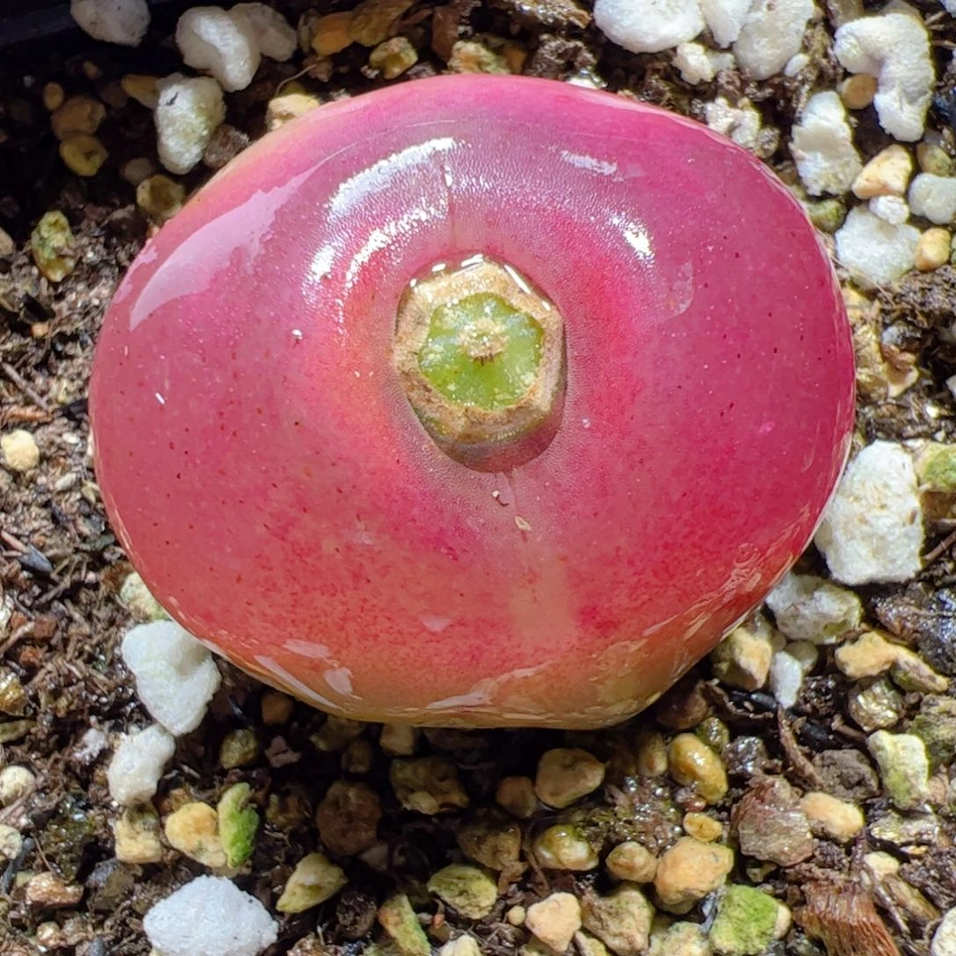 【闪购商品】323 蟠桃