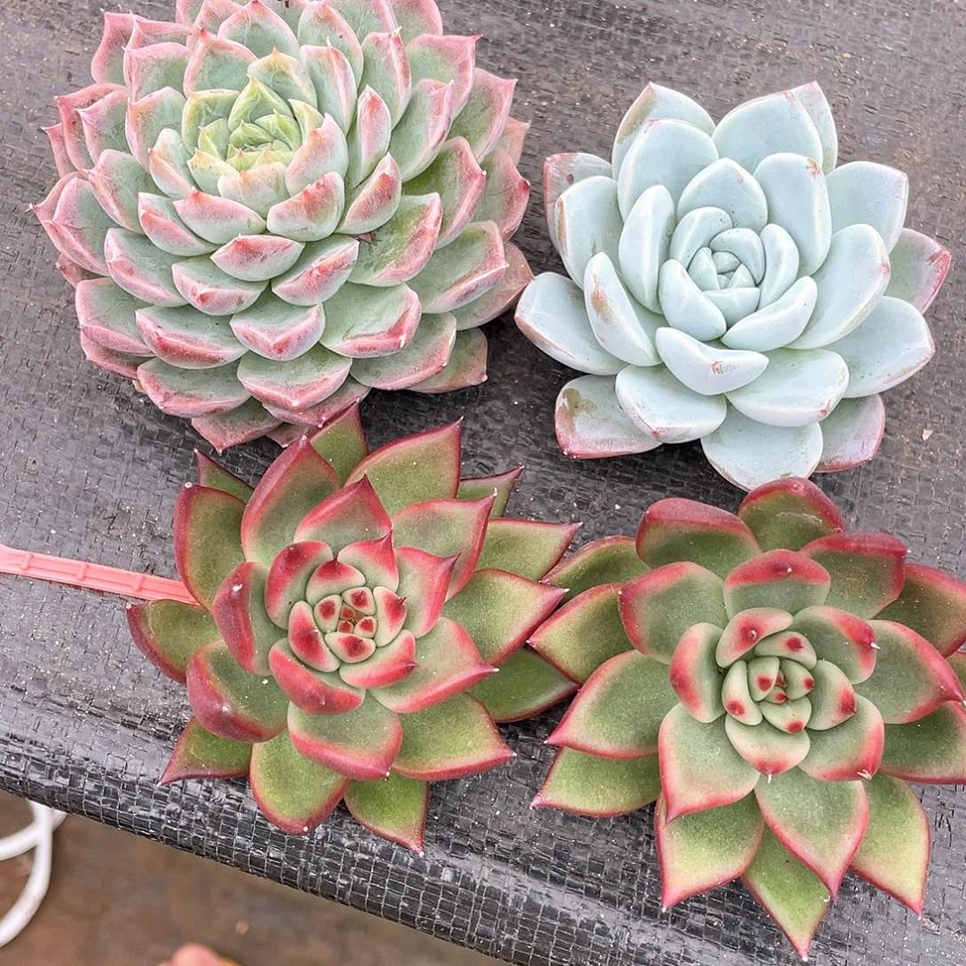 多肉植物一物一拍