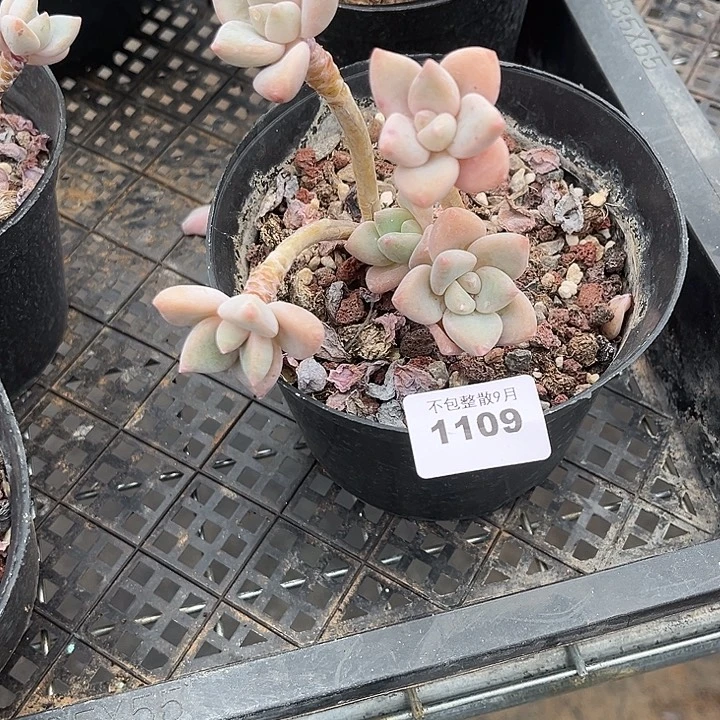 阿雅园艺。       1109龙蛋