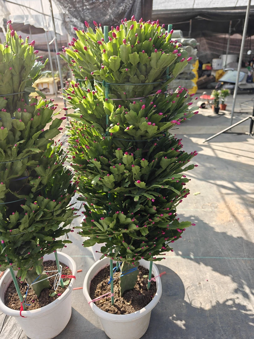 蟹爪兰5层，年销花，春季开花