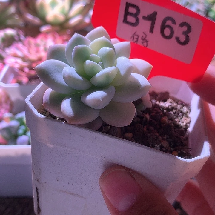 白马覆轮锦有根有