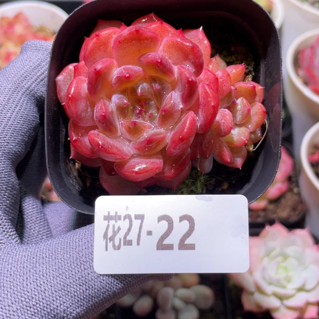 花利美27-22糖心新品