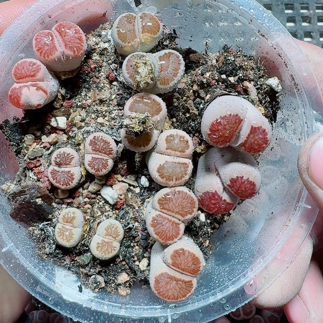 04 多肉植物多肉植物